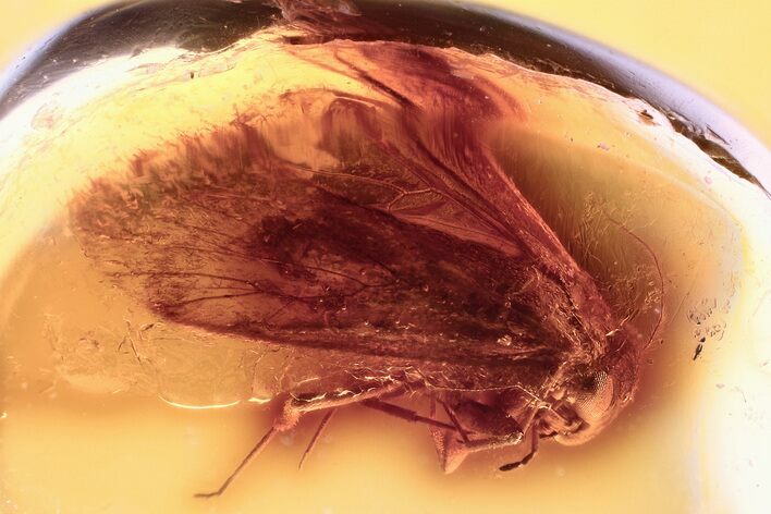 Detailed Fossil Barklouse (Lepidopsocidae) In Baltic Amber #372602